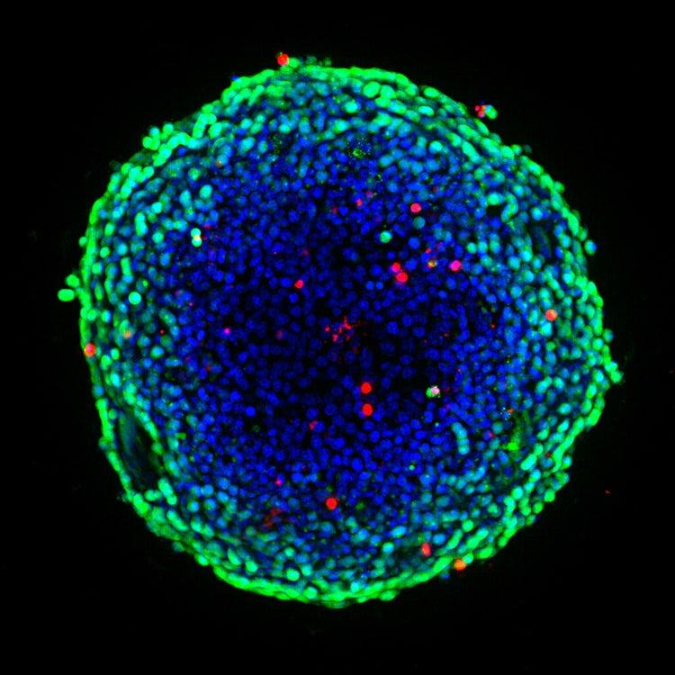 偏光显微镜生产厂家